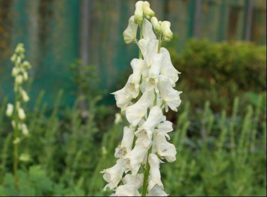 Aconitum Ivorine