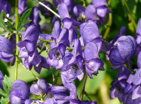 Aconitum Spark's Variety