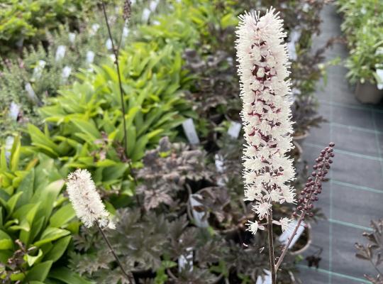 Actaea simp. 'Brunette'
