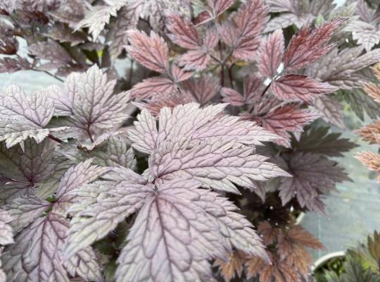 Actaea (Cimicifuga) simplex Pink Spike