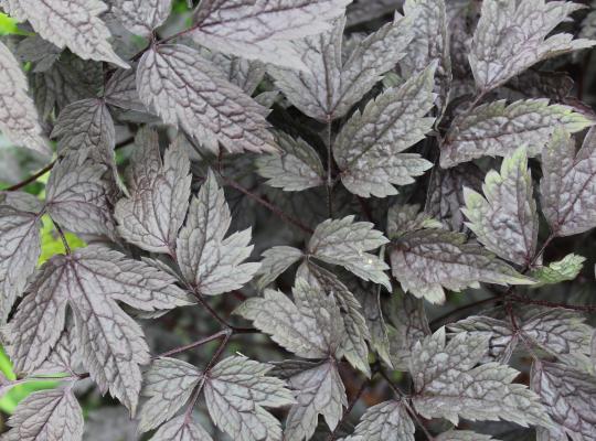 Actaea simp. 'Black Negligee'