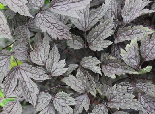 Actaea simplex Black Negligee