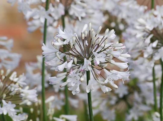 Agapanthus africanus albus