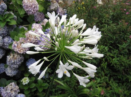 Agapanthus Arctic Star