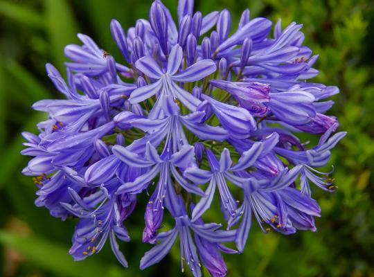 Agapanthus africanus Big Blue