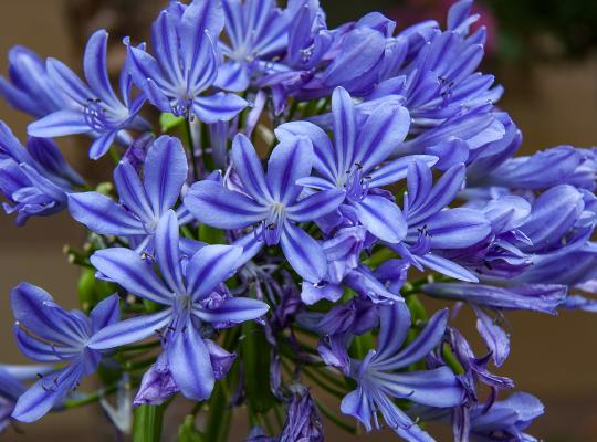 Agapanthus Big Dutch Blue