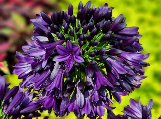 Agapanthus Black Jack Everpanthus®Series