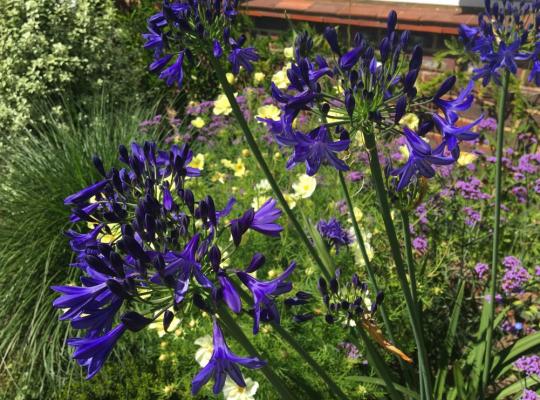 Agapanthus 'Black Pantha'