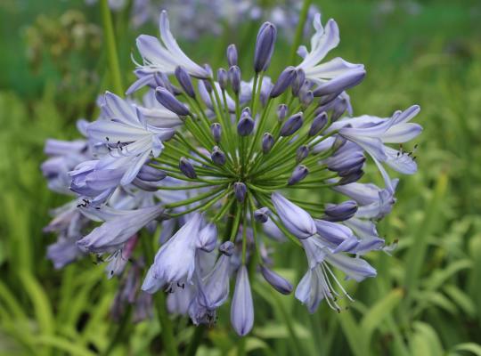 Agapanthus 'Blue Heaven'