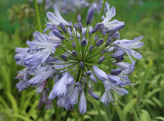 Agapanthus 'Blue Heaven'