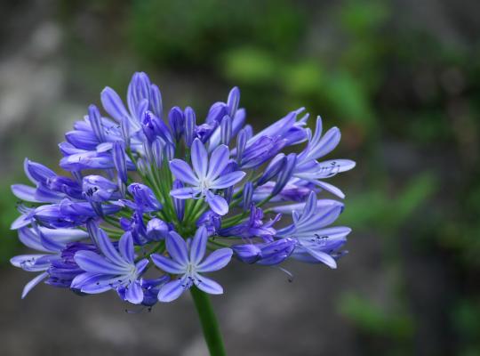 Agapanthus Blue Triumphator