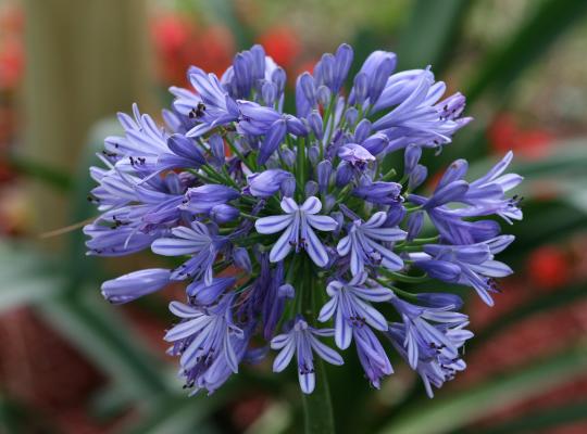 Agapanthus Blue Umbrella