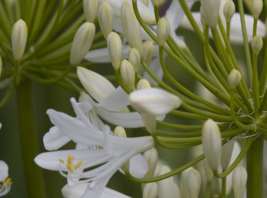 Agapanthus 'Bridal Bouquet'