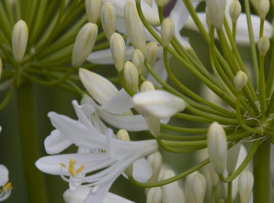 Agapanthus Bridal Bouquet