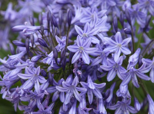 Agapanthus Dr. Brouwer