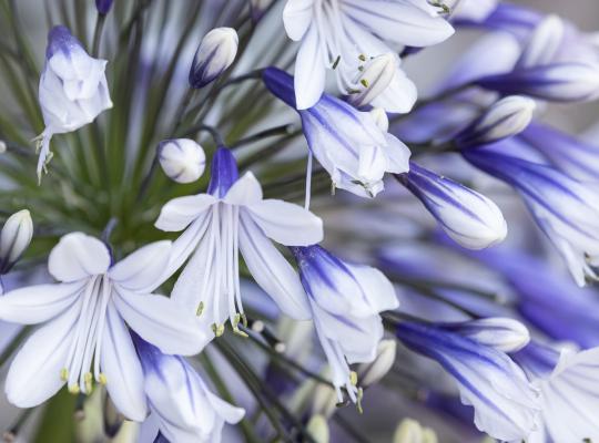 Agapanthus 'Fireworks'