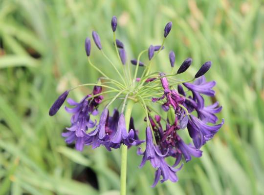 Agapanthus Indigo Dreams