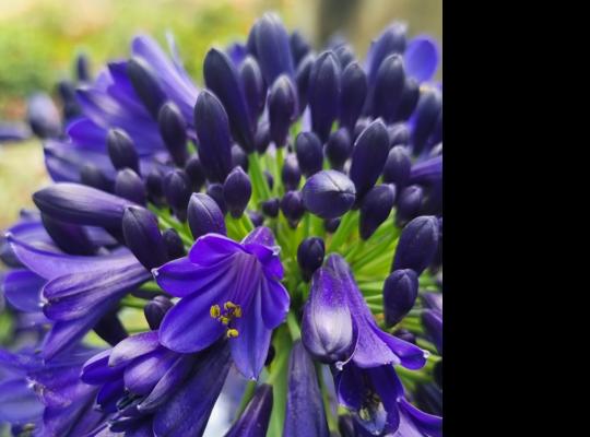 Agapanthus 'Midnight Sky'