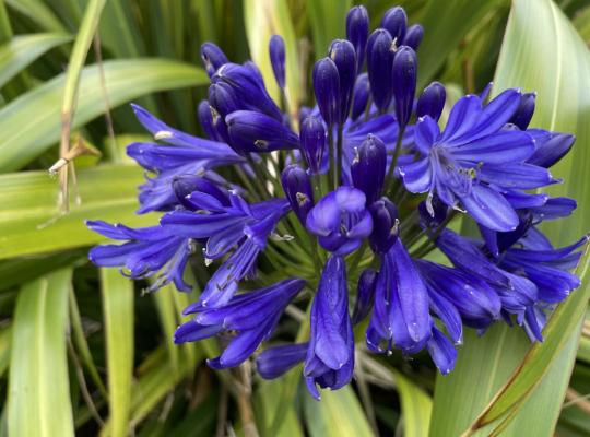 Agapanthus 'Navy Blue'