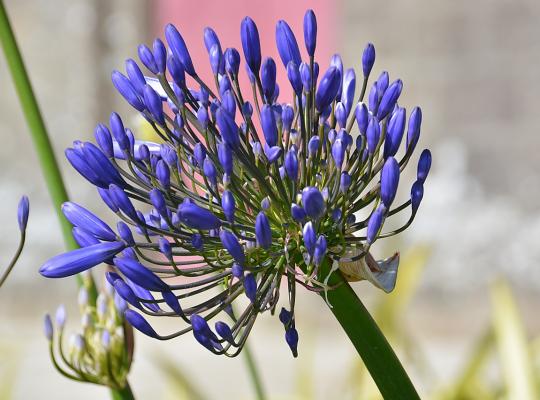 Agapanthus Navy Blue (Midnight Star)