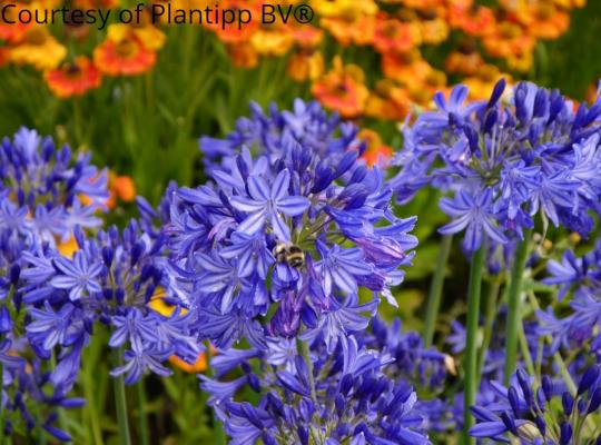 Agapanthus 'Northern Star'