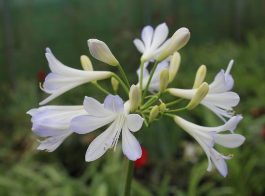 Agapanthus Phantom