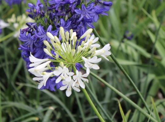 Agapanthus 'Polar Ice'