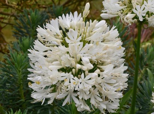 Agapanthus Snow Cloud