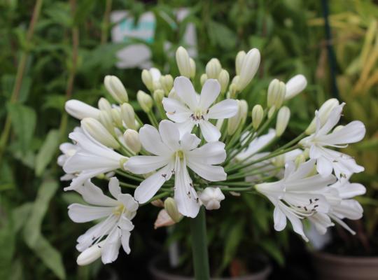 Agapanthus Snow Crystal