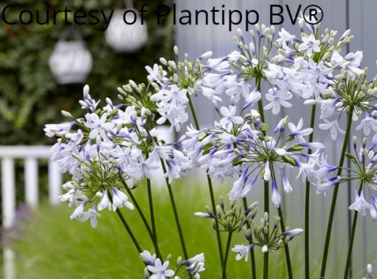 Agapanthus africanus Twister