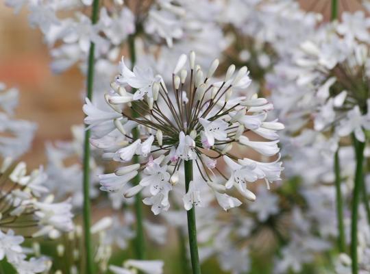 Agapanthus 'White Heaven'