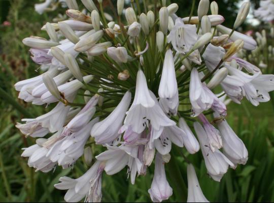 Agapanthus Windsor Grey