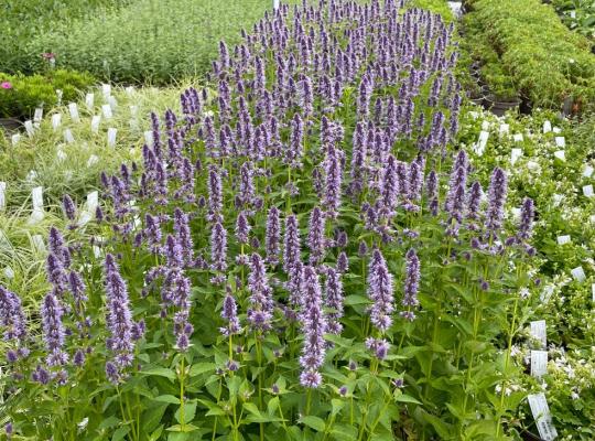 Agastache Black Adder