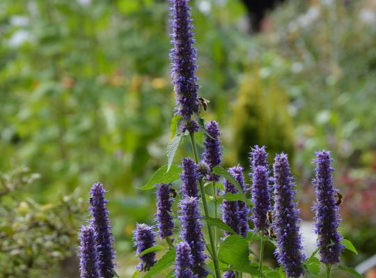 Agastache Blue Boa