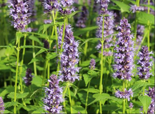 Agastache 'Blue Fortune'