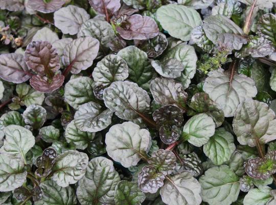 Ajuga Black Scallop