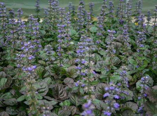 Ajuga reptans 'Catlin's Giant'