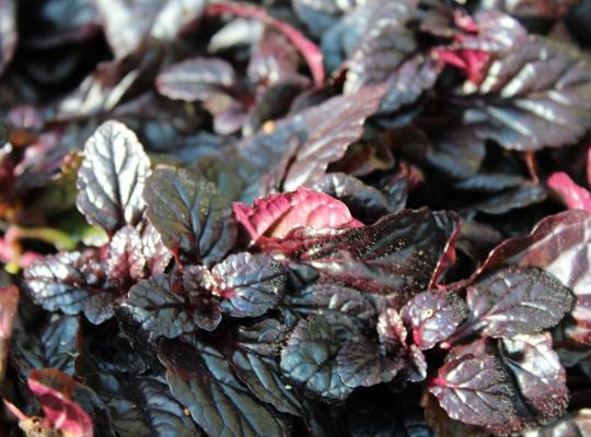 Ajuga reptans Mahogany