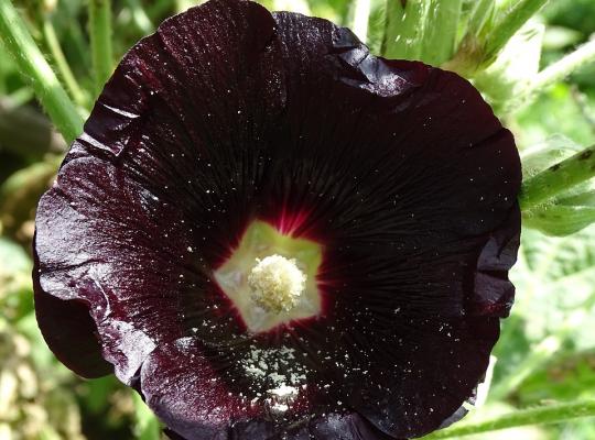 Alcea rosea Blacknight