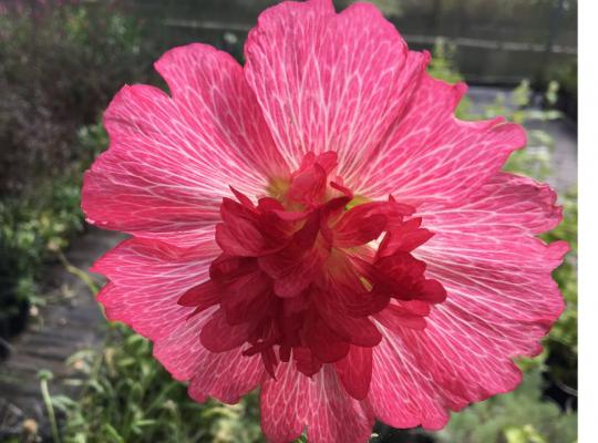 Alcea rosea Chater's Rose