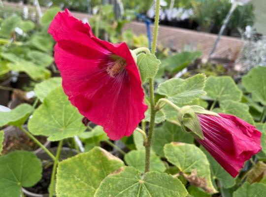 Alcea rosea Mars Magic