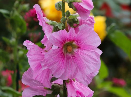 Alcea rosea Radiant Rose