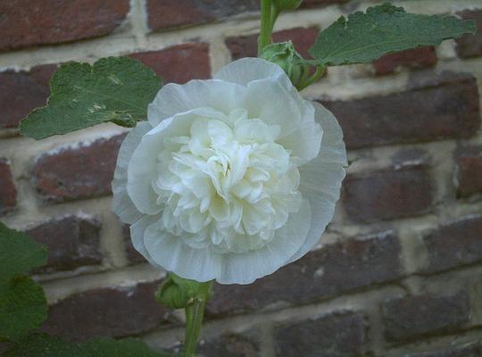 Alcea rosea Chater's White