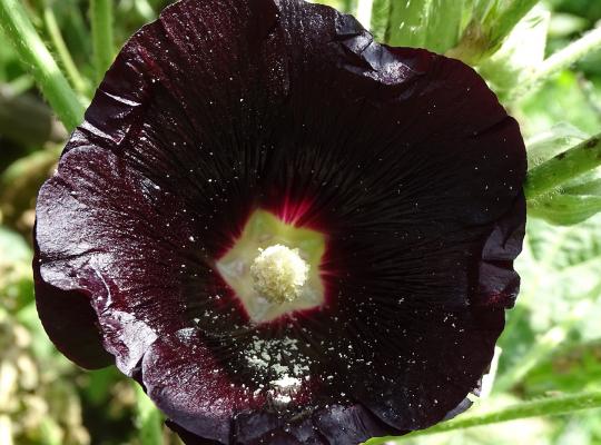 Alcea rosea Nigra