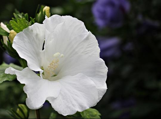 Alcea rosea Polarstar