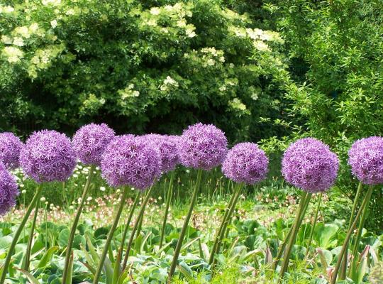 Allium giganteum