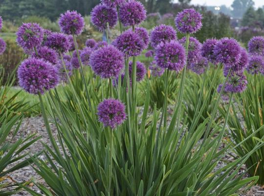 Allium 'Lavender Bubbles'