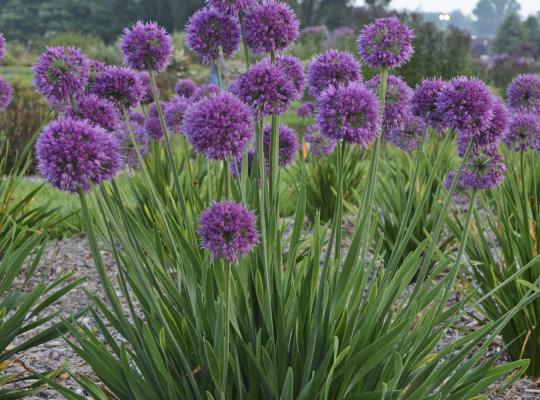 Allium Lavender Bubbles