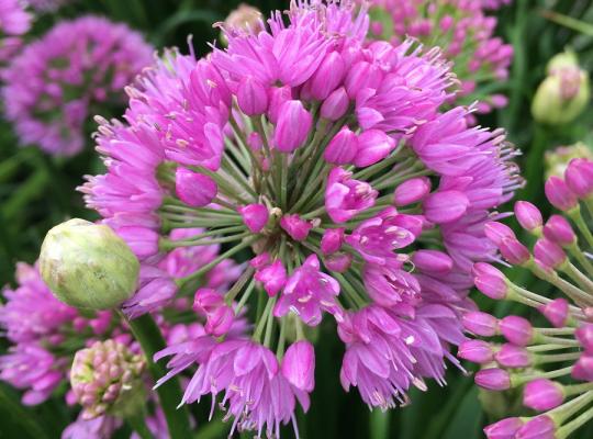 Allium Millenium