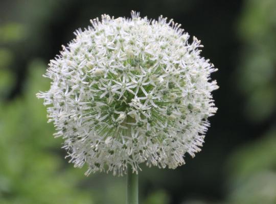 Allium 'Mont Blanc'